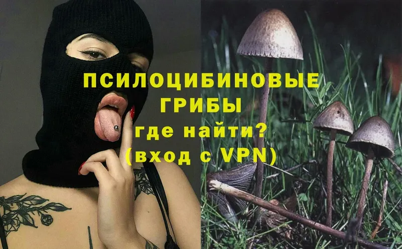 Псилоцибиновые грибы Psilocybe  Богданович 