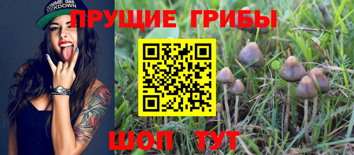 Галлюциногенные грибы мухоморы  Вход с VPN  Богданович  Псилоцибиновые грибы мицелий 